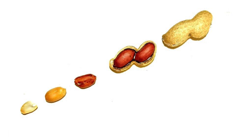 Tin tức mới nhất của công ty về Giới thiệu đậu phộng